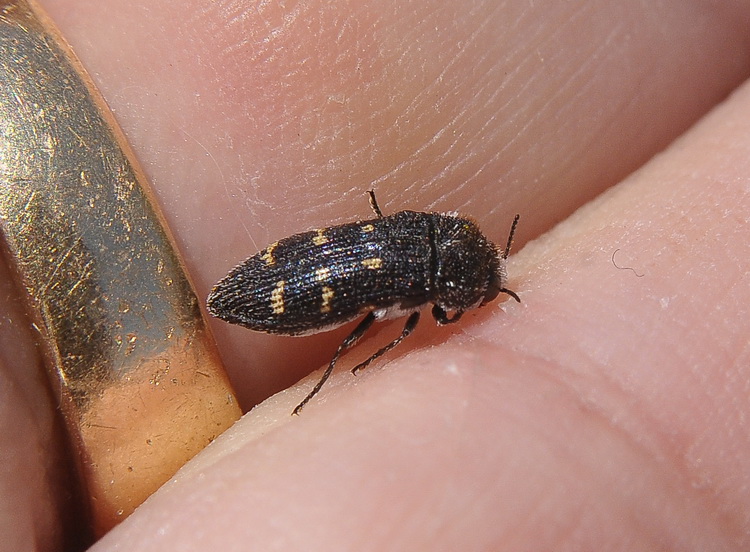 Dalle dune corse:Acmaeoderella flavofasciata